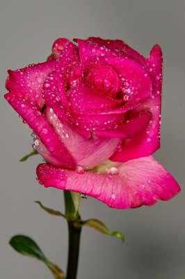 Rose.jpg