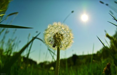 Pusteblume_SDIM4643.jpg