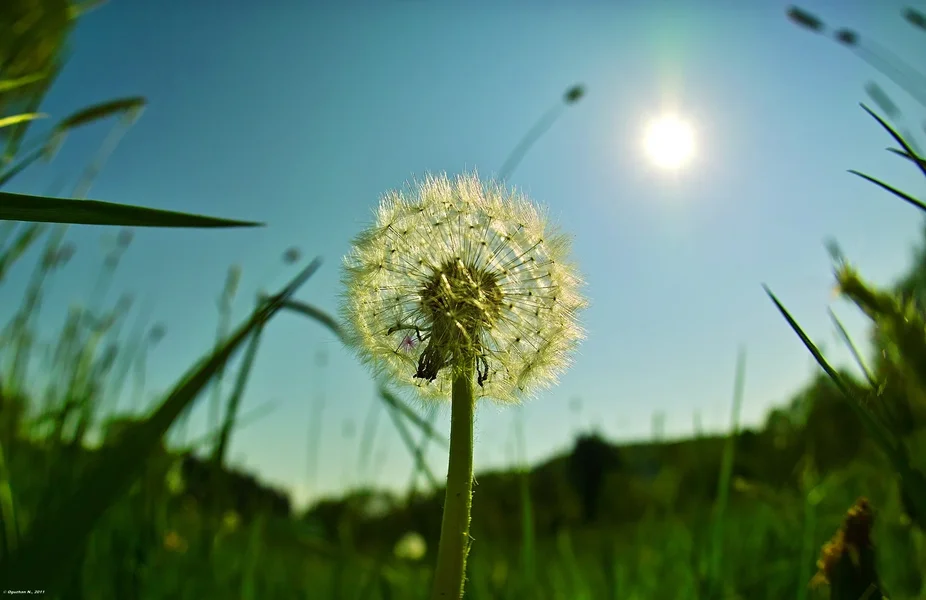 Pusteblume_SDIM4643.webp