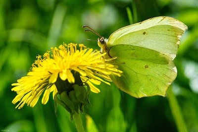 Zitronenfalter_SDIM4752-2.jpg