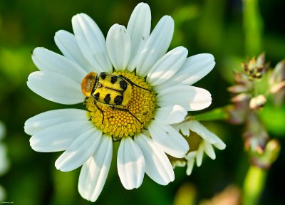 Käfer_SDIM4919-2.jpg