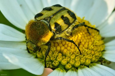Käfer_SDIM4922-2.jpg