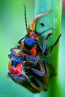 Käfer_SDIM4943-2.jpg