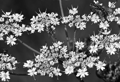 Fleischfliege2_SDIM1647-2.jpg