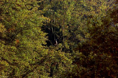 0310_SDIM9367.jpg