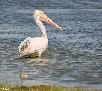 170-500_SDIM3063_2_Graupelikan.jpg