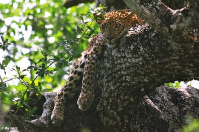 Bsp_SDIM3561-2_Sri-Lanka_Leopard.jpg