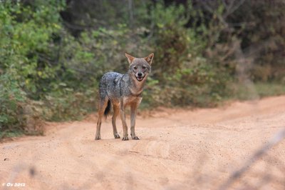 Bsp_SDIM3799-2_Goldschakal.jpg