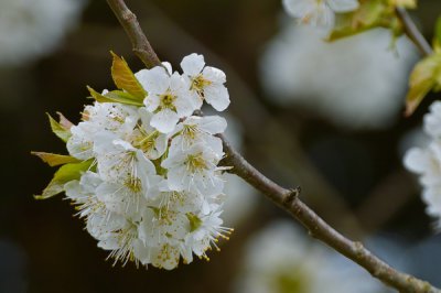 comp_Kirschblüte.jpg