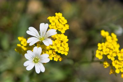 Blume1.jpg