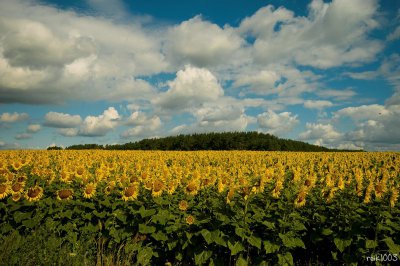 Sonnenblumenfeld.jpg Sonnenblumenfeld.jpg