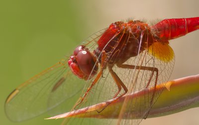 Feuerlibelle_2011_2.JPG