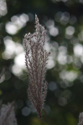 IMGP4903.jpg