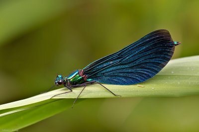 Blauflügel 002.jpg