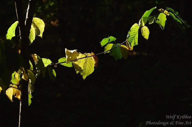 (c)_Kribben_Photodesign_Herbstspaziergang_91-800.webp (c)_Kribben_Photodesign_Herbstspaziergang_91-800.webp