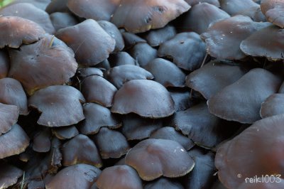 Reichlich Pilze-1.jpg