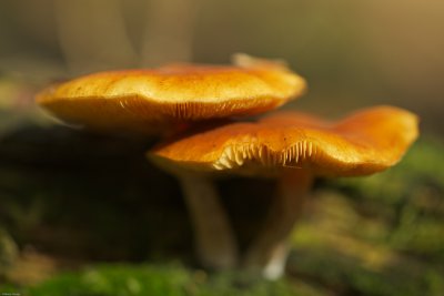 Pilze 004.jpg