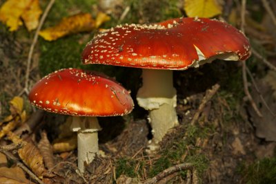 Pilze 003.jpg