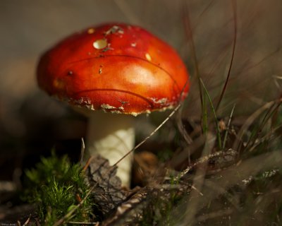 Pilze 002.jpg