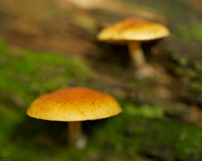 Pilze 001.jpg