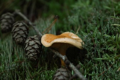 Pilze 21.10.12 -1-1 (Kopie).jpg