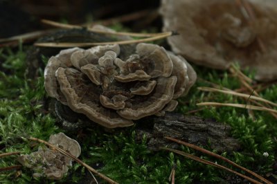 Pilze 21.10.12 -2-1 (Kopie).jpg