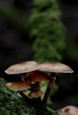 IMGP1063_DxO.jpg