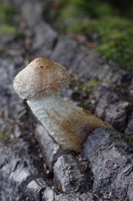 IMGP1276.jpg
