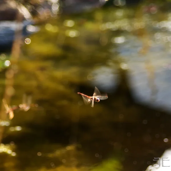 IMGP1431.webp