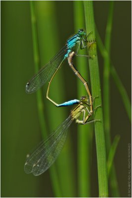 ©RichardDiessner_Libelle01.jpg