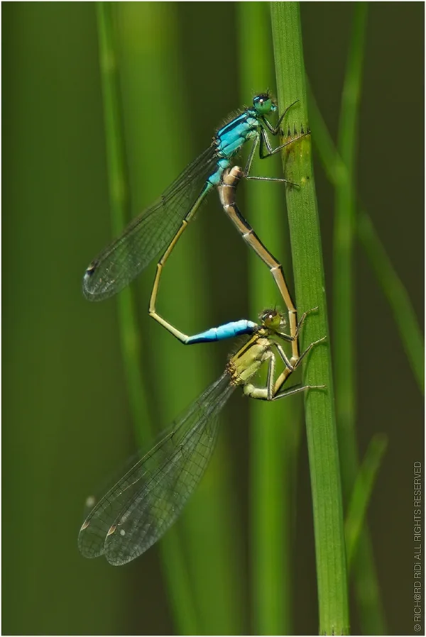 RichardDiessner_Libelle01.webp