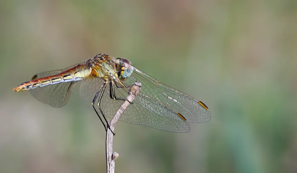 Libelle_20121022.webp