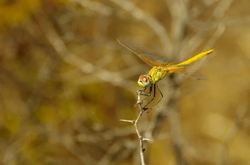 Libelle4.webp