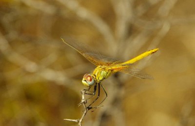 87341-0e06f88debb40cd2f98565029a4ae0cb[1] Kopie.jpg