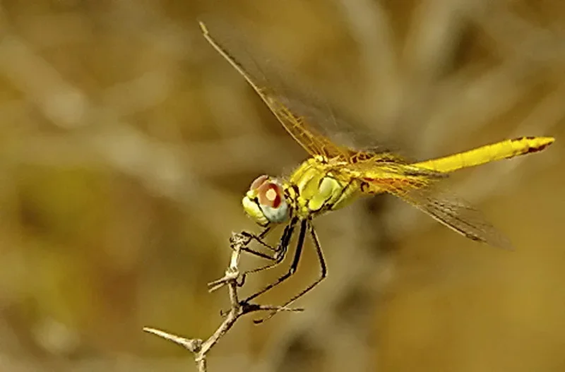 Libelle4.webp