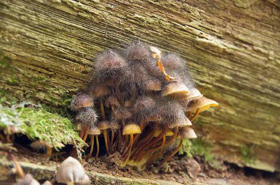 schimmelige Pilze.jpg