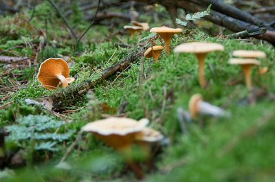 gebogener Pilz Übersicht.jpg