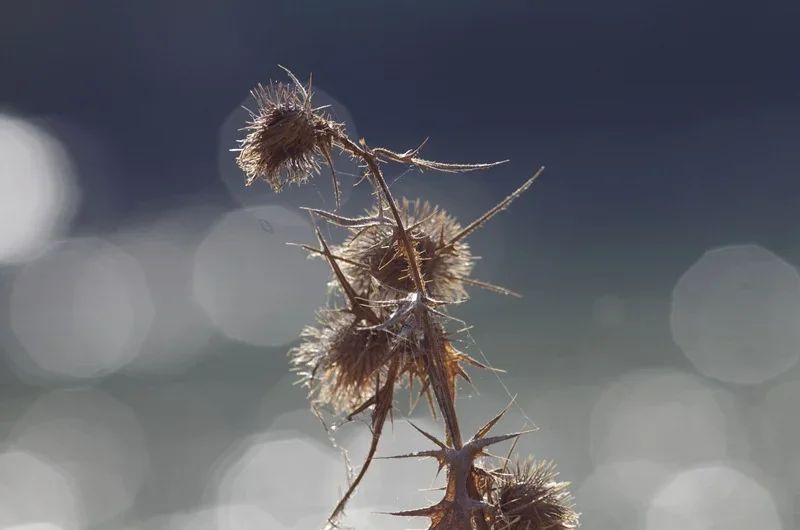 Herbst12_Distel.webp Herbst12_Distel.webp