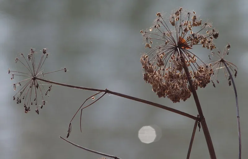 Herbst13.webp Herbst13.webp