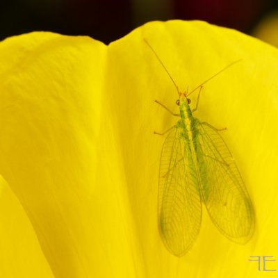 IMGP9737.jpg