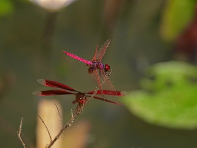 comp_2009 Ko Samui  Rundfahrt  Forum 49.jpg