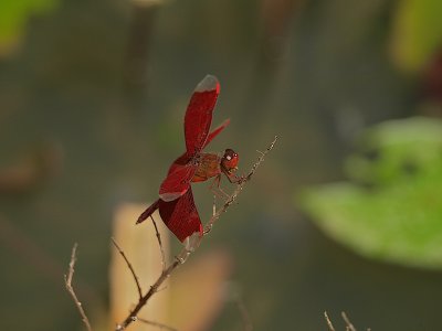 comp_2009 Ko Samui  Rundfahrt  Forum 50.jpg