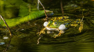 Frosch im Teich.jpg