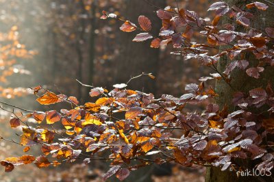 Buchenlaub -1.jpg
