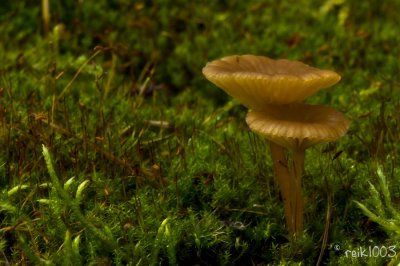 Pilze 4.jpg