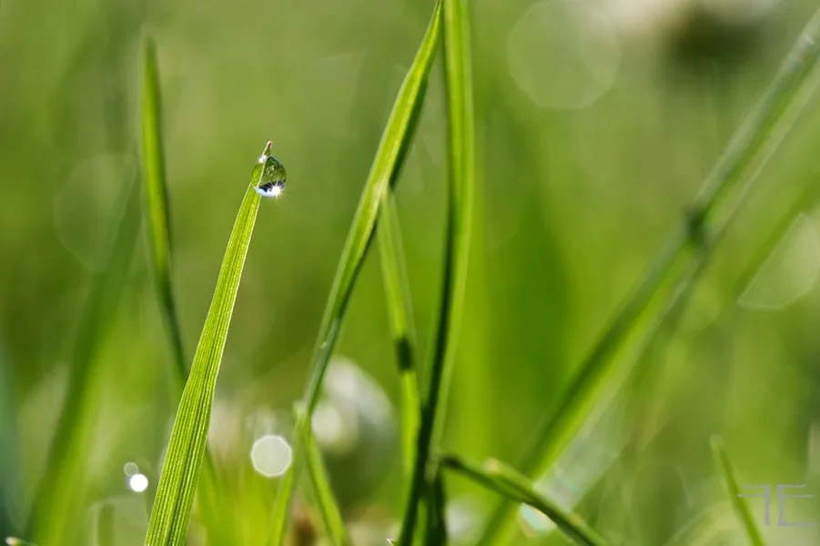 IMGP8901.webp