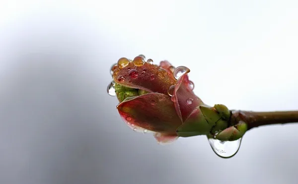 comp_knospe mit tropfen.webp