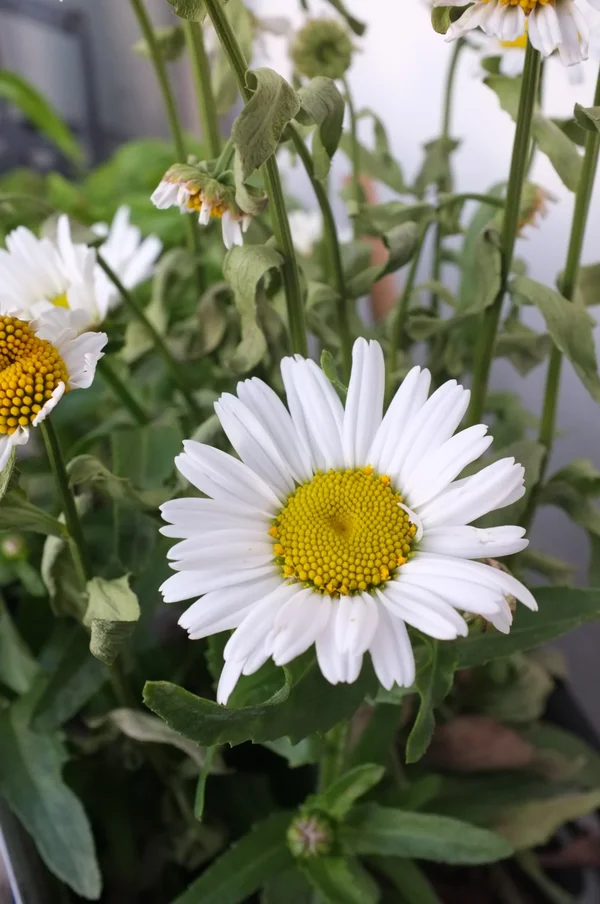 DSCF2396.webp