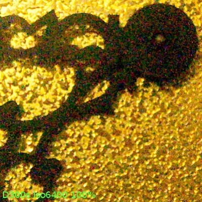 D300s Iso6400.jpg