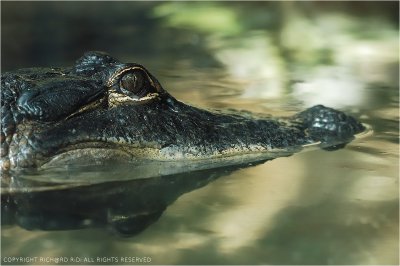 DSC_6859a.jpg DSC_6859a.jpg